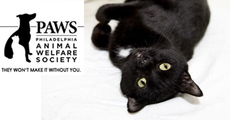 Pets for Adoption in Philadelphia