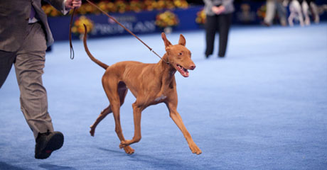 national show thanksgiving show thanksgiving day 100 images national show returns to philadelphia as national show thanksgiving show thanksgiving day 100 images national show returns to philadelphia as
