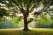 Join The Arbor Day Foundation in March And Receive 10 Free Trees