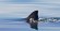 Afraid of Sharks Shark Has More Reason to Fear You