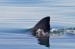 Afraid of Sharks Shark Has More Reason to Fear You